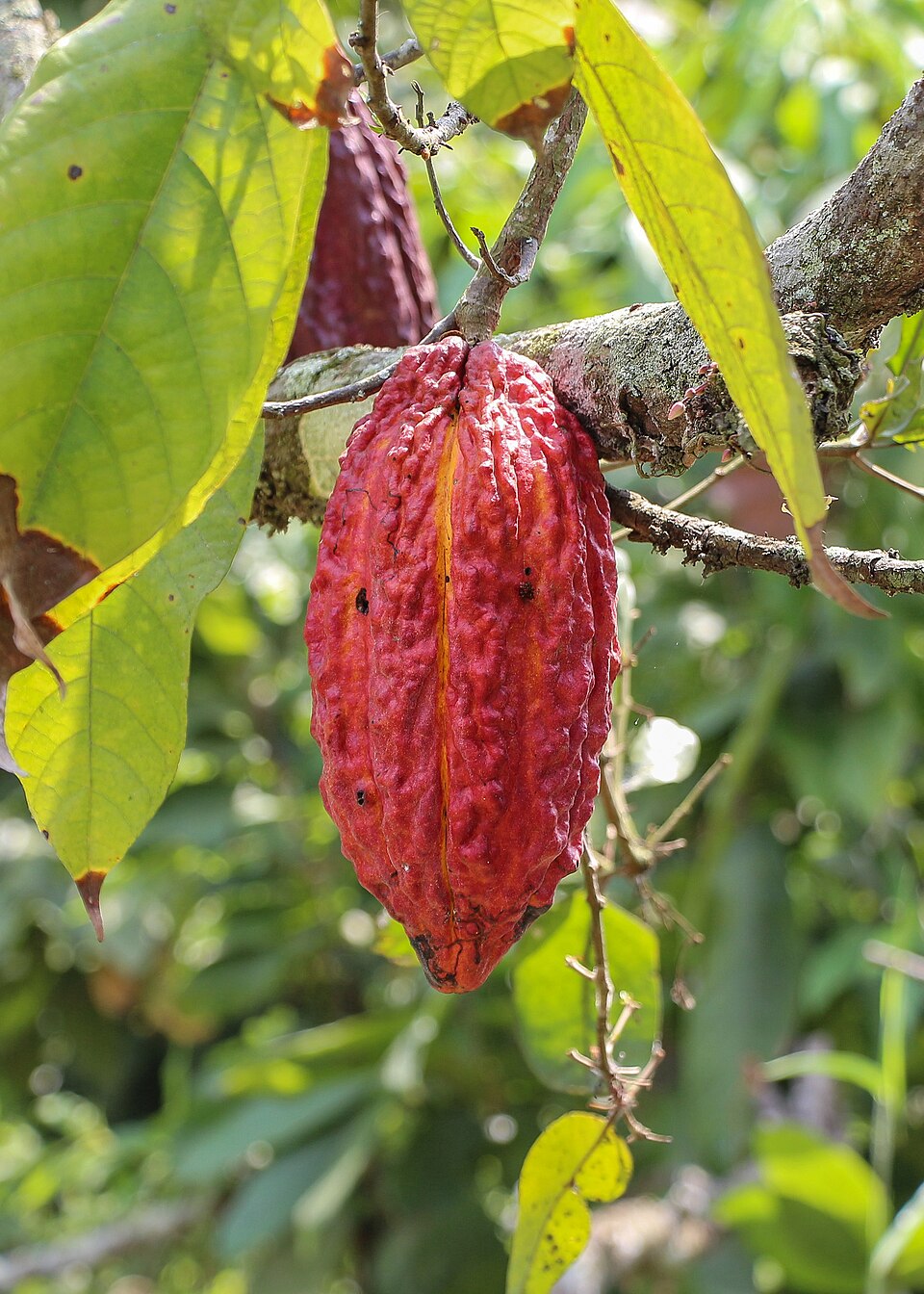 Ripe Trinitario cacao pod on the tree