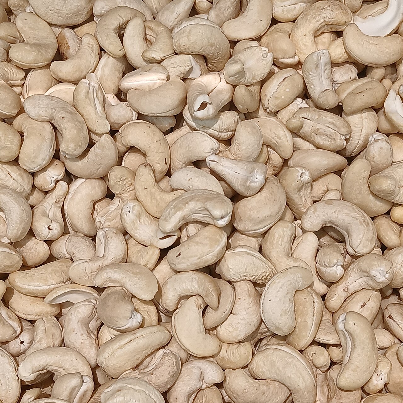 Vietnamese white whole cashew kernels for export